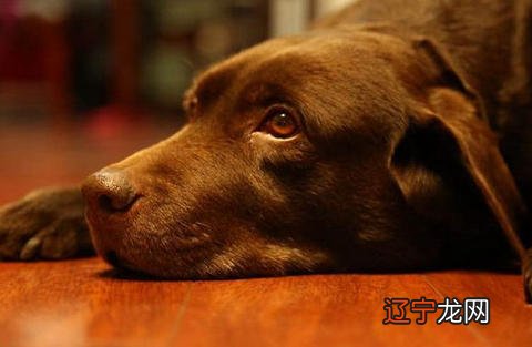 小编风水堂：1958年出生属进山之狗的人