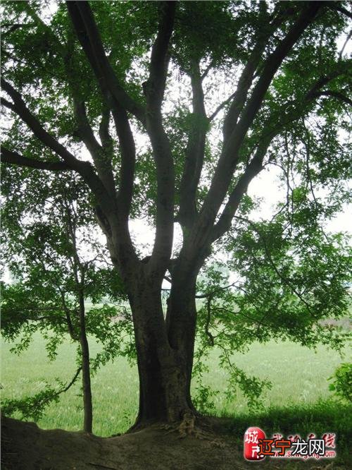 【皂角树适合种在家里庭院里吗】皂角树的风水 皂角树在风水中的讲究