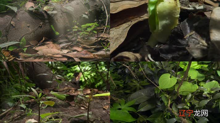 风水堂:己土对地支的喜遇一览