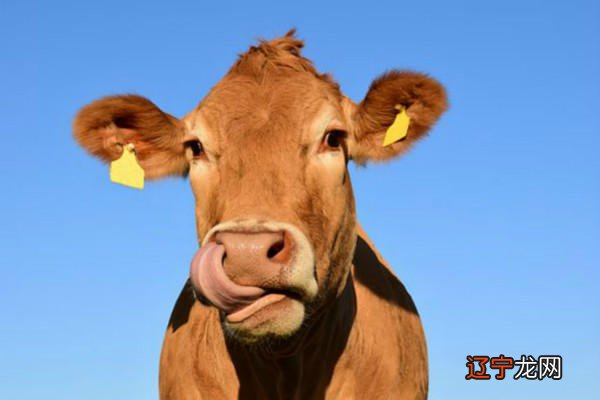 男67年属羊、女73年属什么生肖配对?