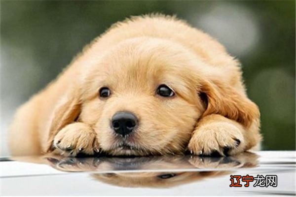 【李向东】属狗的小孩起名宜用字儿童起名忌用字