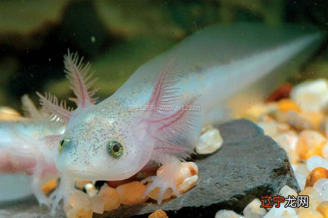 恐龙鱼的品种按样貌分类及饲养方法