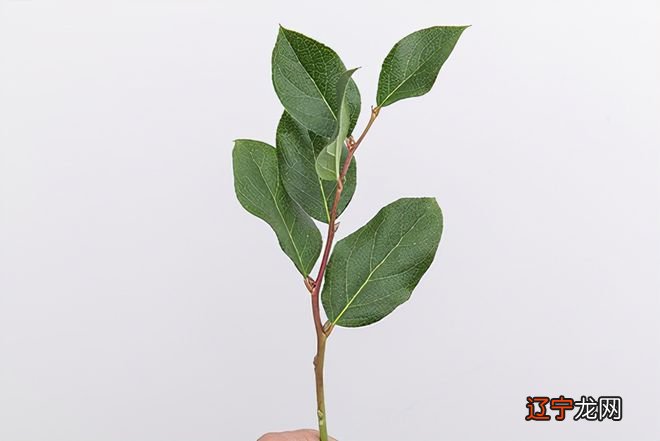 何为骨子里真正高贵的女人,绝对是她们具有的共性