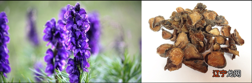 【SELF论道讲坛】在现代医学盛行的当下，传统中医一直是科学界