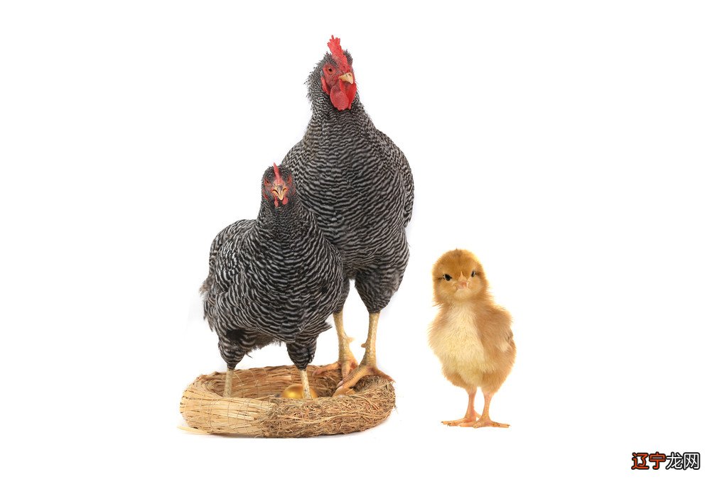 57年属鸡的女生和什么属相最般配，你知道吗？