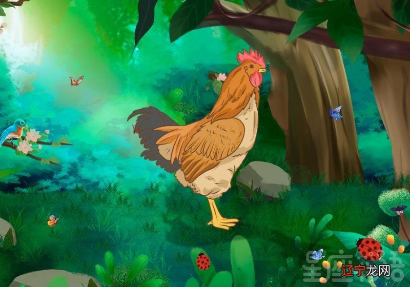 女人梦见鸡什么兆头