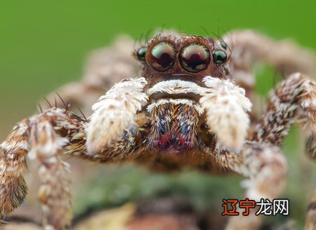 梦见大蜘蛛是什么预兆,做梦梦到大蜘蛛扑向自己