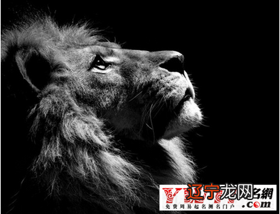 a型血和狮子座的血型碰撞又会起什么样的化学反应