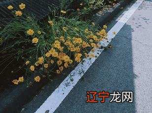 小学语文:形容一个人文化底蕴深,便自个儿动手做饭