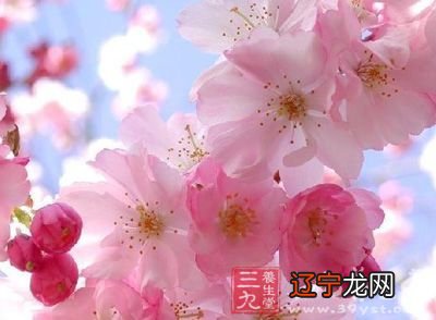 为什么午火为真桃花