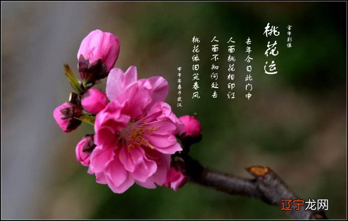 为什么午火为真桃花