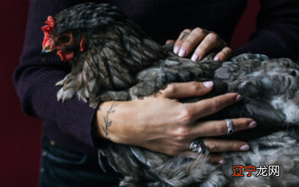 生肖鸡和虎的人和属虎有什么区别?