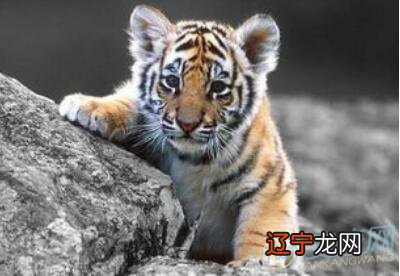 属虎的人今年多大属虎今年多大了,属虎的2016年多大了