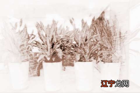 慈世堂:办公室摆放什么植物风水好摆放以下植物