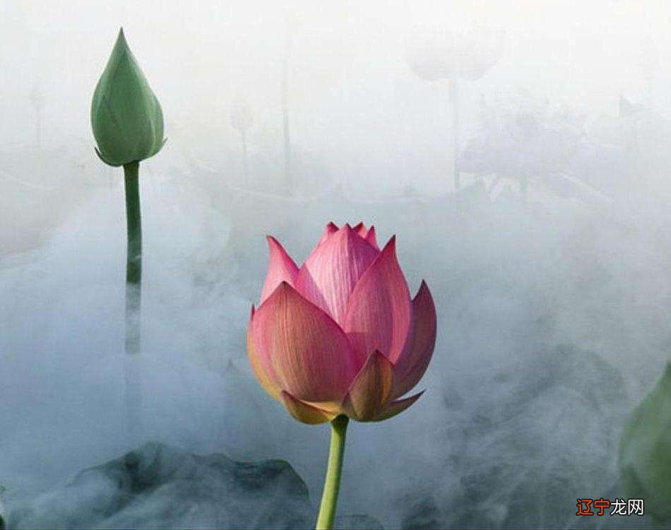 三世因果的经典语录?