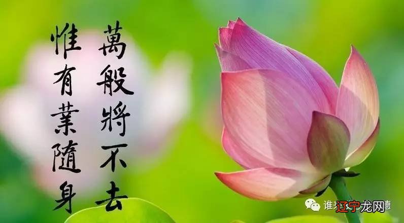 三世因果的经典语录?