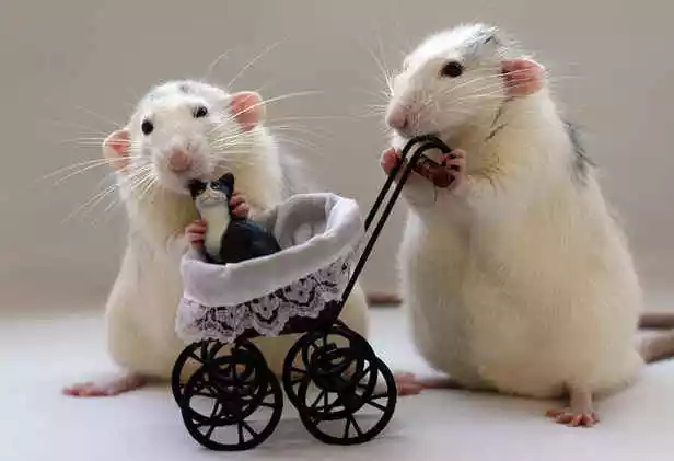 一下风水堂:一下儿女合婚冲是什么意思