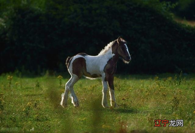十二生肖女主角,十二生肖女的缺点各是什么?