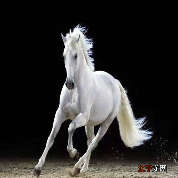 属马的今年多大,属马的2017年多大了