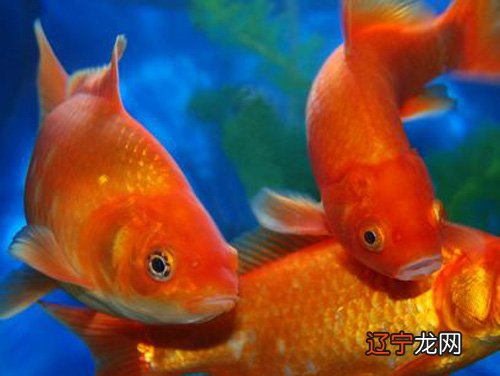 我属兔．养风水鱼多少条合适？属兔养几条风水鱼？