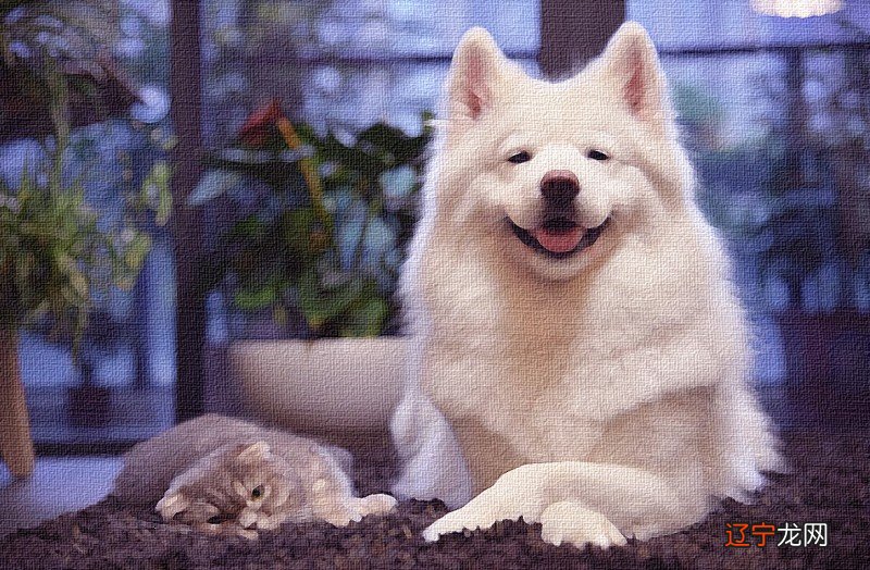 梦见亲人掉河里没淹死_周公解梦梦见掉河里_梦见狗掉河里