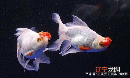 养鱼小知识:风水鱼有哪些呢?