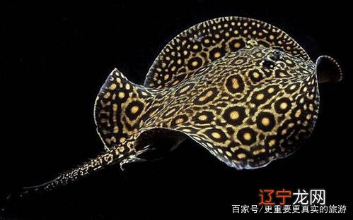 养鱼小知识:风水鱼有哪些呢?