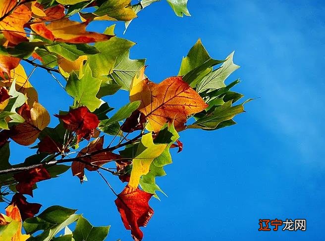 1971年出生生肖猪2019猪年运势大全解析!