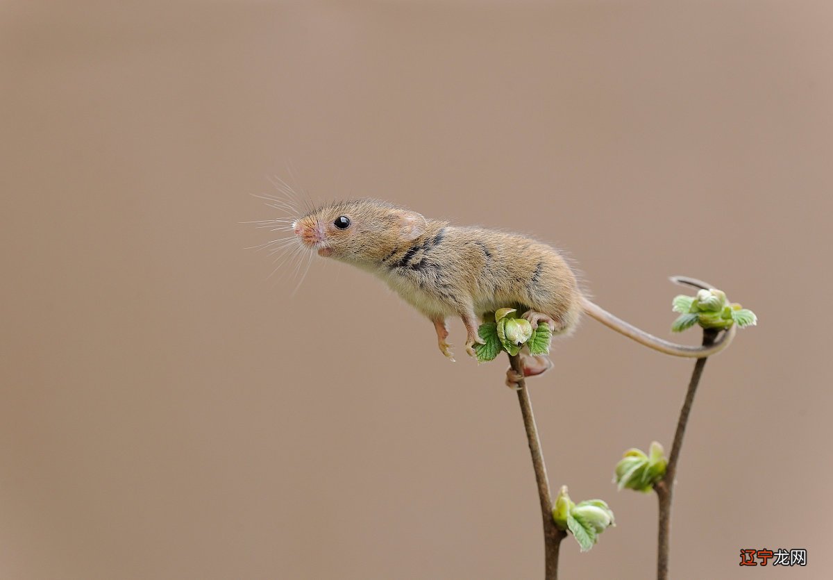 属鼠跟什么属相犯冲 属鼠跟什么属相合