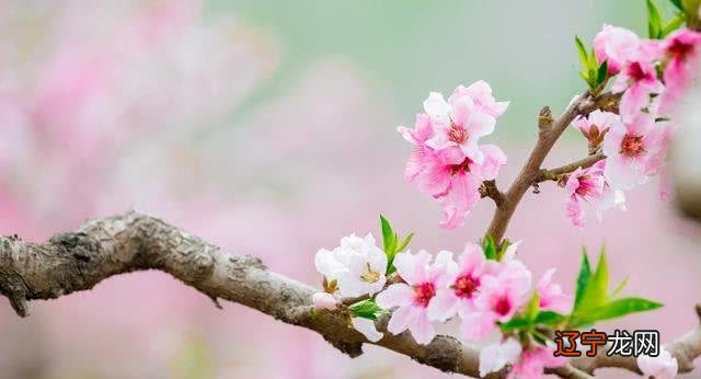 桃花运的风水和命理以及生辰八字中的五行强弱分析!
