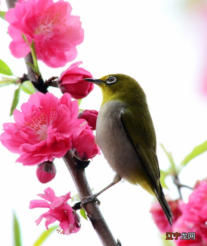 八字配对合婚免费测试_八字配对合婚分数_生辰八字合婚配对