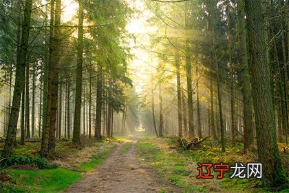 不同月份出生的丁亥日命主,命运是不一样的命主