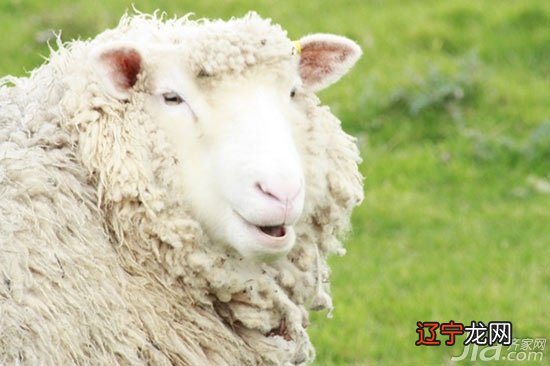 为什么羊年生宝宝不好,属羊的人命也不好吗?