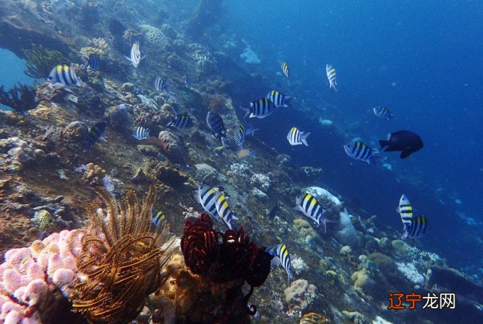 深描&;文化理论——《文化的解释》