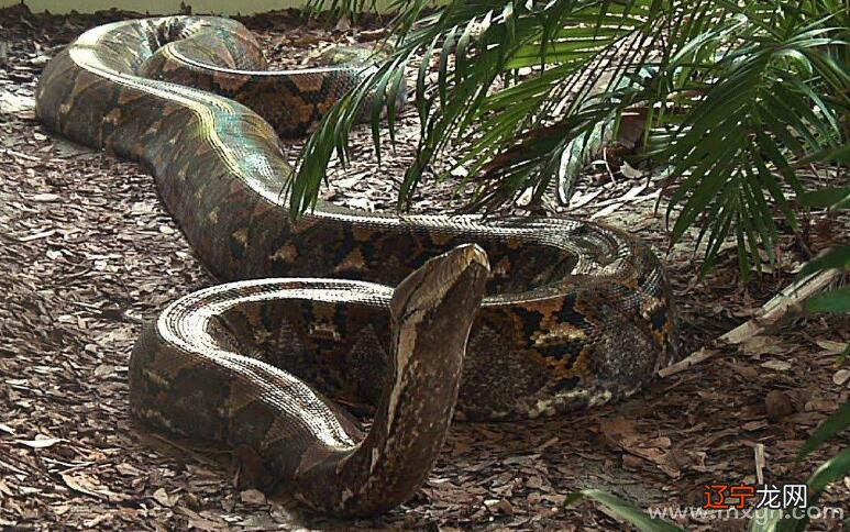 周公解梦：梦见被黑色的蛇咬了，什么意思？