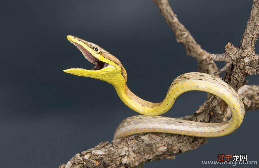 周公解梦：梦见被黑色的蛇咬了，什么意思？