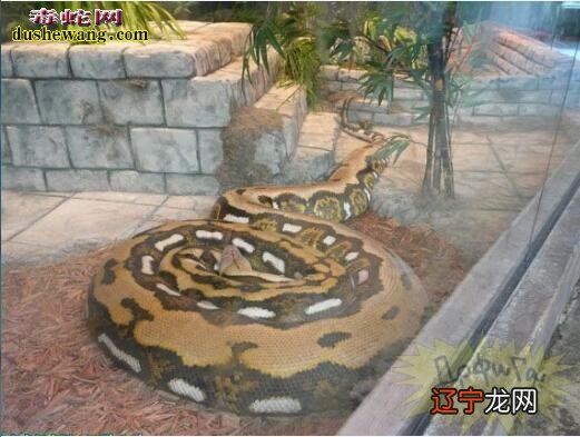 周公解梦:女人梦见蛇,自己和孩子都会病倒