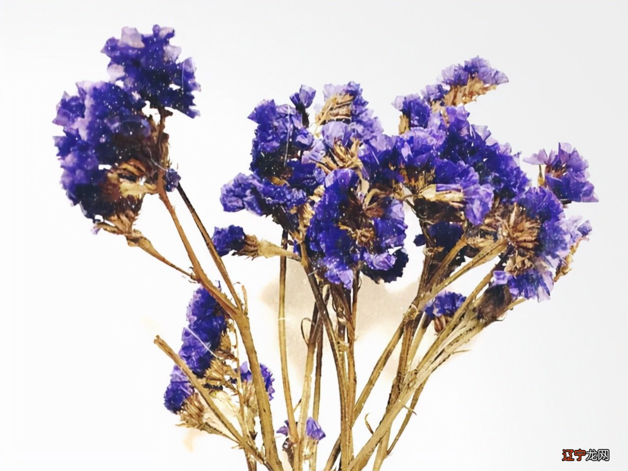 摩羯座的爱很清醒,但遇到这几个星座,他们不疯魔不成活