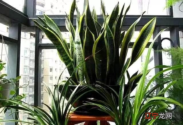 家里养虎皮兰不吉利吗，虎皮兰的风水作用能提升财运