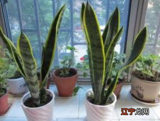 家里养虎皮兰不吉利吗，虎皮兰的风水作用能提升财运