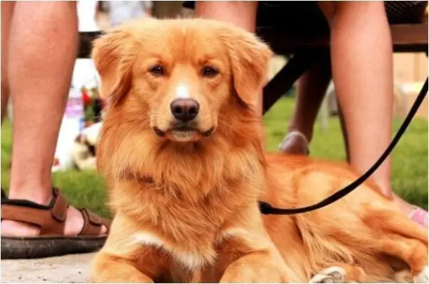 属狗的几月出生最好，属狗人出生月的命运