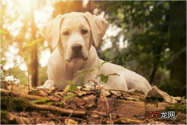 属狗人的出生月命运,属狗人几月出生优秀