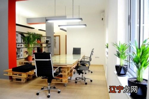 办公室的开运风水植物及摆放技巧