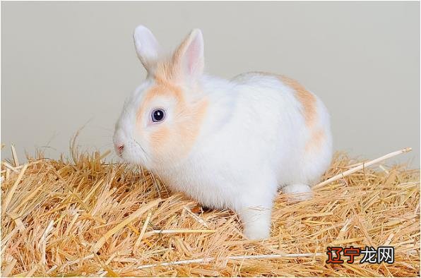 23岁属兔的是什么命 属兔几月出生命好