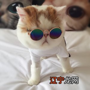 属狗人的一个大呼悲痛而无可奈何的男人大呼