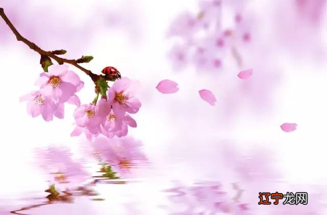 风水堂:桃花劫八字的特征桃花