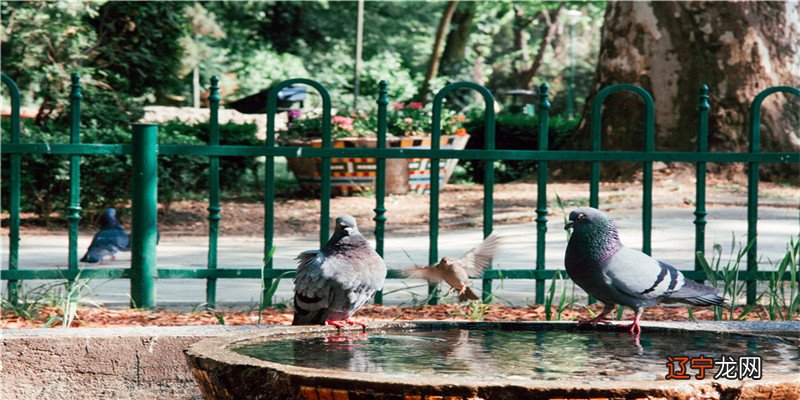 孕妇“胎梦”排行榜在你梦里的场景有什么征兆?