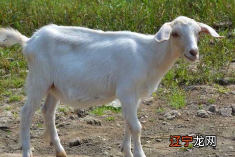 罗安阁:1979年属羊男2022年运势及运程详解