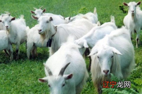 罗安阁:1979年属羊男2022年运势及运程详解