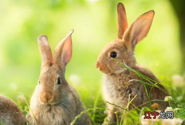 1963年属兔的人是啥命金钱是个好东西